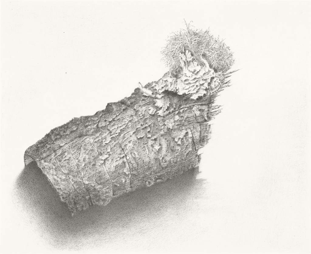 Bark Study